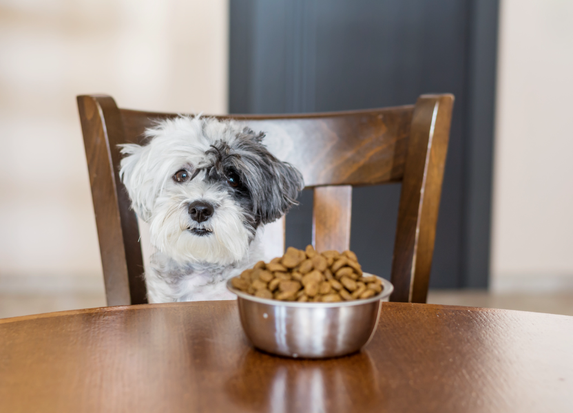 Yumwoof Review 2024: Is This Healthy Dog Food Worth the Hype?